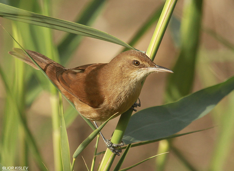    Clamorous Reed Warbler  Acrocephalus stentoreus          , Beit Shean valley ,21-12-10 Lior KIslev  